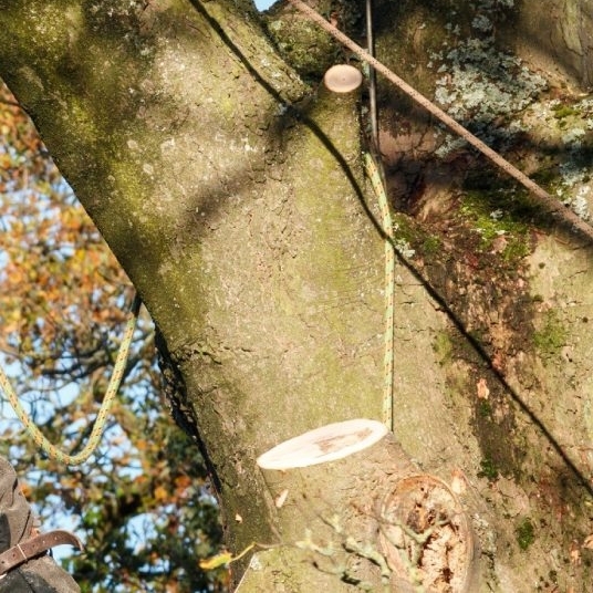 treesurgeonsheffield