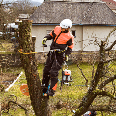 northamptontreesurgeon