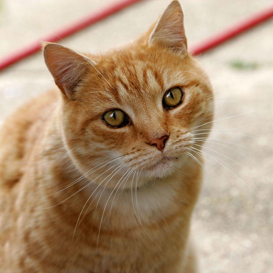 AAMIR