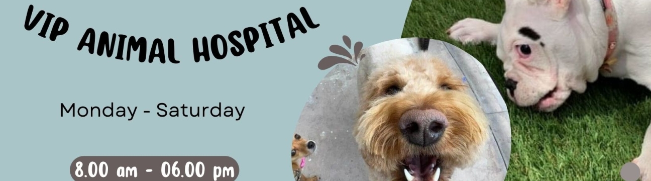 vipanimalhospital