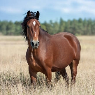 aounabbas