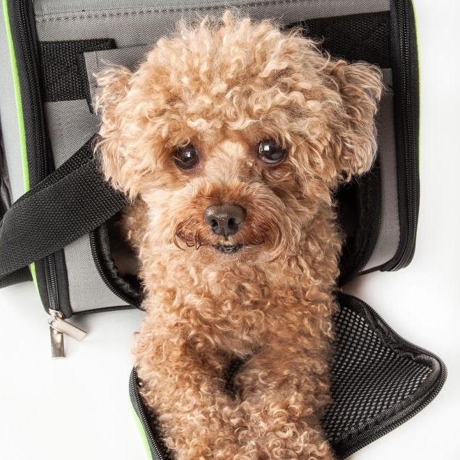 smalldogcarrierpurse