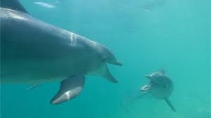 New research shows dolphins shout to ...