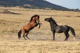 Mustang Horses, Two Stallions In ...