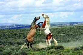 Free-roaming horses symbolize centuries ...