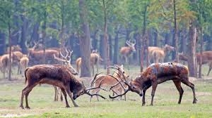 Extremely rare Chinese stags lock horns ...