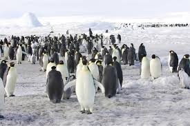 Emperor Penguins Will Be Quasi-Extinct ...