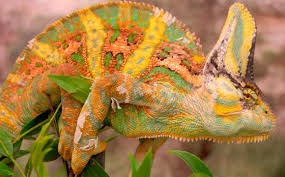 Chameleons Change Color ...