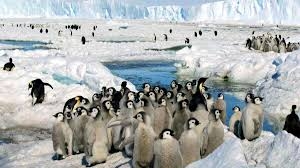 Global warming robbed penguin colonies ...