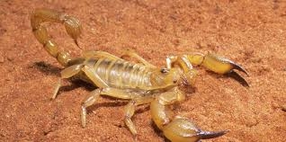 The Australian Desert Scorpion ...