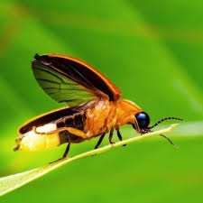 Firefly facts and photos | National ...