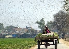 Recovering Farmland Devoured by Locusts ...