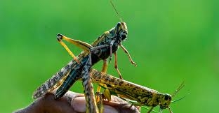 Locusts wipe out wheat crop