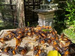 mostly rhinoceros beetle larvae ...