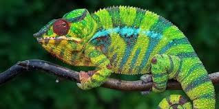 What Do Color-Changing Lizards Have to ...