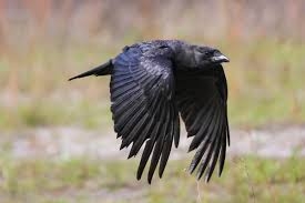 Crows in the Garden: How to Identify ...
