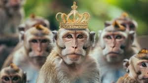 Monkey with a Golden Crown on His Head ...