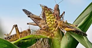 Farmers Can Get Ahead of Locust Swarms ...
