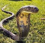 Chris - Snake in the grass...The king cobra is the longest ...