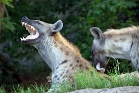 1,400+ Hyena Laughing Stock Photos ...