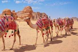 Saudi Arabia Desert Camel Stock Photos ...