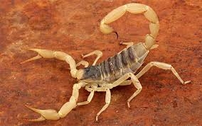 Desert Scorpion - Connecticut's ...