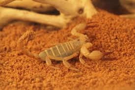 Desert Scorpion - The Australian Museum