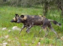 WILD DOGS: WILDLIFE OF NGORONGORO ...