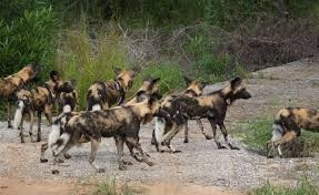 WILD DOGS: WILDLIFE OF NGORONGORO ...