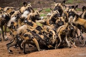 A Ferocious Pack Of Afrocan Wild Dogs ...