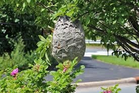 Bald-faced hornet nest | Back Yard Biology